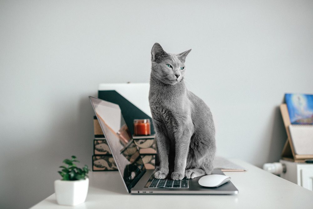 catsinsweden 2