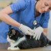 cat20vaccine