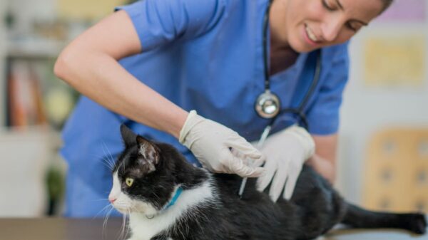 cat20vaccine